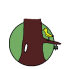 Agro-foresterie