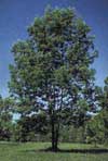 astrologie celte, votre arbre: frene