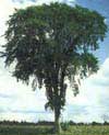 astrologie celte, votre arbre: orme
